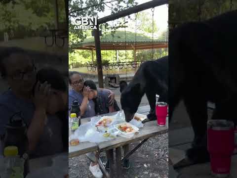 Black bear invites itself to a family picnic! #BlackBear #Animals #Bears #GBNAmerica #GBNews