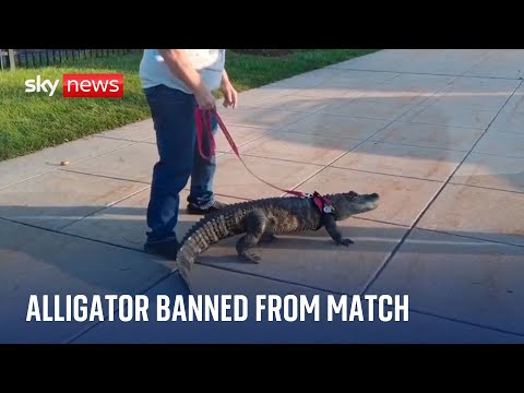 ‘Emotional support’ alligator denied entry to baseball match