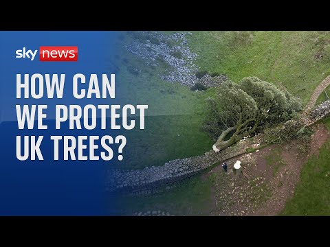 How do we protect Britain’s trees?