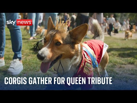 Corgis dressed in uniforms and tiaras pay tribute to Queen Elizabeth II