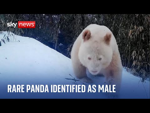 China: Rare all-white panda identified as male