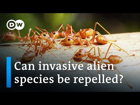Invasive species cost humans $423bn each year | DW News