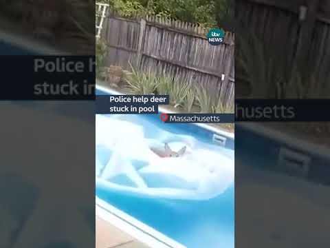 Police help deer stuck in pool 🦌 #ITVnews #deer