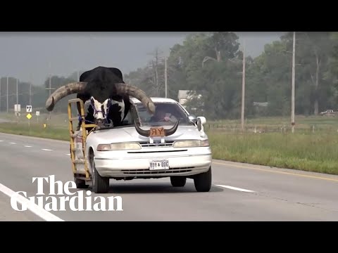 Nebraska: man pulled over after being seen with a large bull riding shotgun