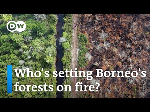 How human activity and corporate interests threaten Indonesia’s rainforests | DW News