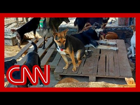 See the shelter that’s housing Ukraine’s abandoned pets