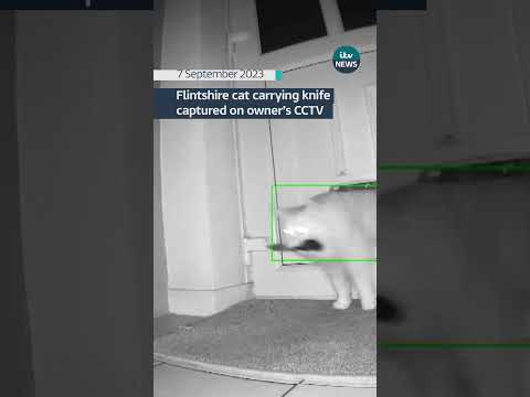 Flintshire cat carrying knife captured on owner’s CCTV #wales #cats #catvideos #cctv
