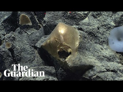 ‘I don’t know what to make of that’: mysterious golden orb found on Alaskan ocean floor – video