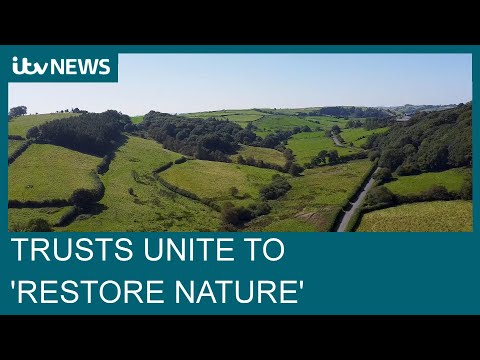 Four wildlife trusts join forces to help ‘restore nature’ in England and Wales | ITV News