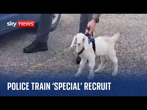 Police ‘train’ special K-9 recruit to sniff for drugs