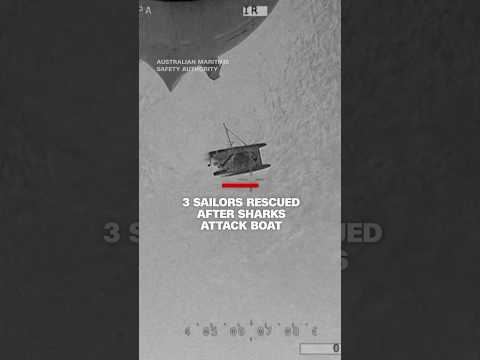 3 sailors rescued after sharks attack boat