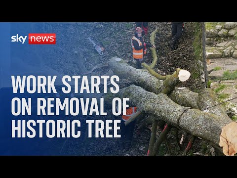 Watch live: Work starts on removal of Sycamore Gap tree
