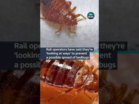 Rail operators have said they’re ‘looking at ways’ to prevent a possible spread of bedbugs #itvnews
