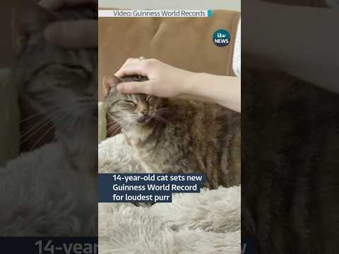 Cambridgeshire cat Bella has set a new Guinness World Record #itvnews #cat #gwr