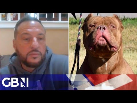‘Misunderstood’ XL Bully breed is ‘not a dangerous dog’ | American Bully breeder Dave Wilson