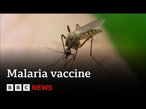 New malaria vaccine “could save millions of lives” – BBC News
