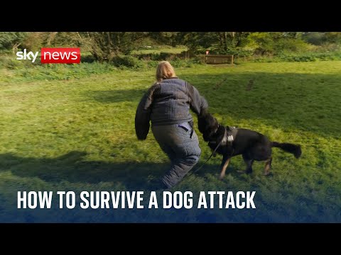 How is the best way to survive a dog attack?