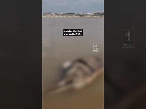 Deaths of 120 dolphins linked to severe drought and heat