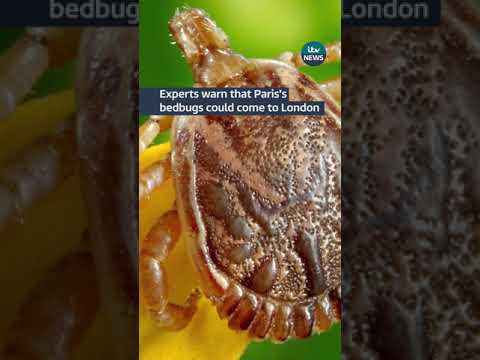 Experts warn that Paris’s bedbugs could come to London #itvnews #london