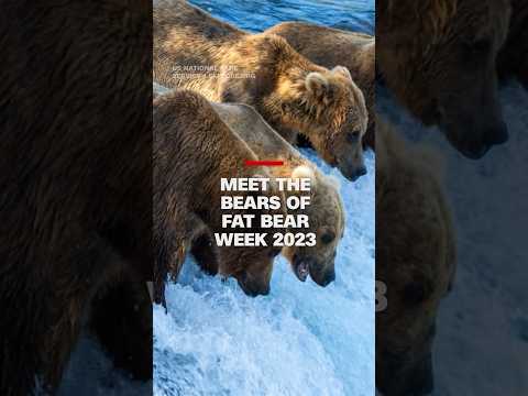 Meet the bears of Fat Bear Week 2023