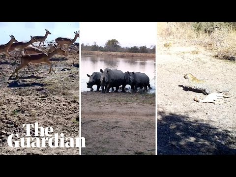 Animals run faster from human voices than they do from lion roars