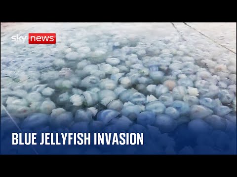 Blue jellyfish invades the Black sea in Romania