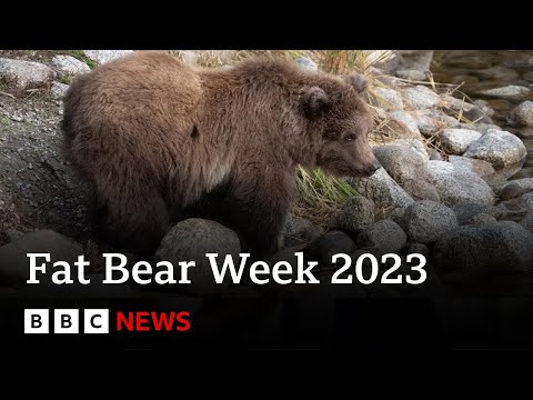 Fat Bear Week due to crown a new winner in Alaska – BBC News