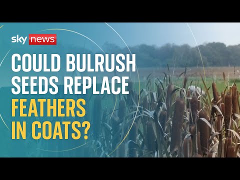 Could these seeds replace feathers in down jackets?