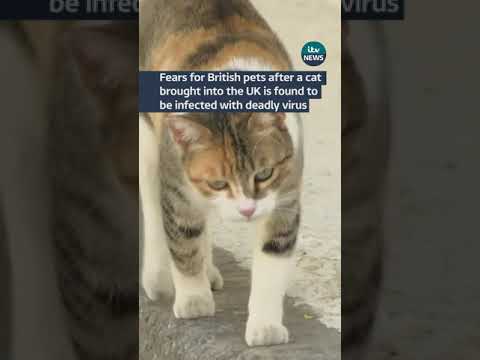 Fears for British pets after a cat brought into the UK is found to be infected with deadly virus