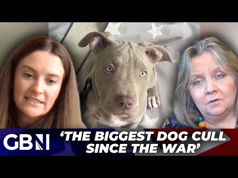 ‘This could be the biggest dog cull since the war’ | XL Bully exemption applications now open