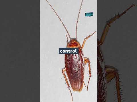 Would you let cockroaches into your house for £2k?