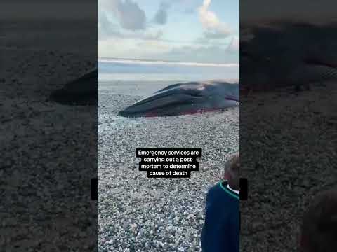 Huge whale found dead in Cornwall