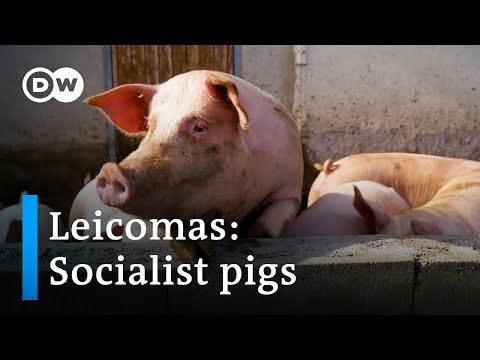 How one farmer is saving Germany’s last socialist pigs | Focus on