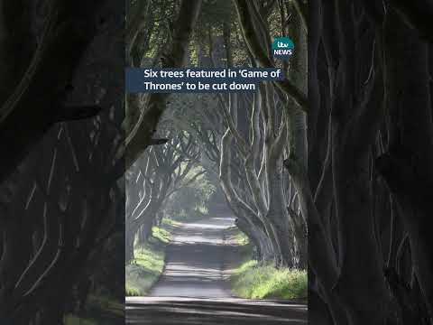 Six trees featured in ‘Game of Thrones’ to be cut down