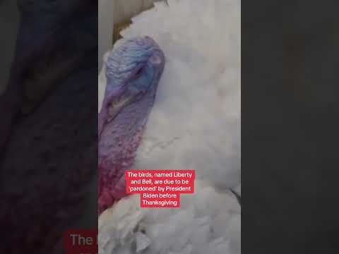 Thanksgiving turkeys party in luxury US hotel