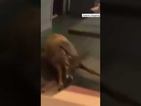 Deer smashes its way into a bar in Virginia