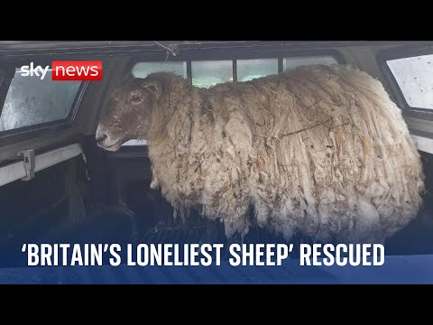 ‘Britain’s loneliest sheep’ rescued from remote shore in Scottish highlands