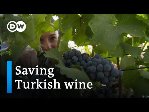 Is Erdogan killing Turkey’s storied winemaking tradition | Focus on Europe