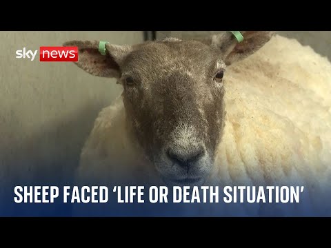 Britain’s loneliest sheep in ‘life or death situation’ before rescue