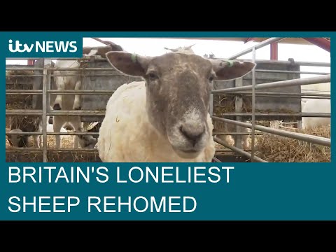 ‘Britain’s loneliest sheep’ rescued after being stranded on cliff for two years | ITV News