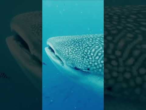 The world’s largest variety of fish, the whale shark, makes a rare appearance for a camera