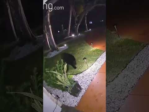 A black bear stole a food delivery from a family’s doorstep in Florida