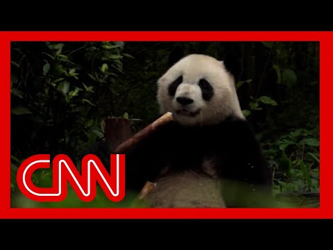 Here’s what China’s panda diplomacy program ending in the US may mean