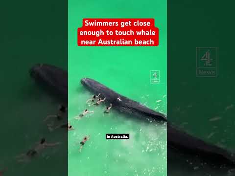 Swimmers get close enough to touch whale near Australian beach