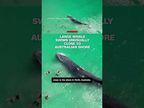 Large whale swims unusually close to Australian shore