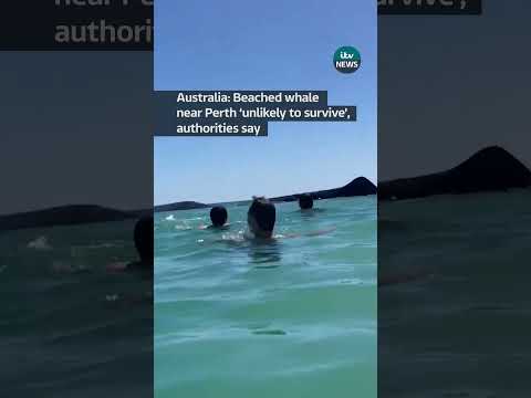 Beached whale near Perth ‘unlikely to survive’,authorities say #australia #perth #whales