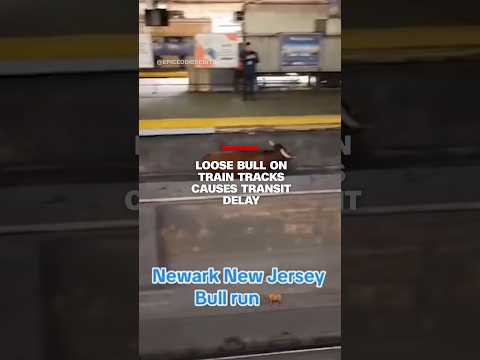 Loose bull on train tracks causes transit delay