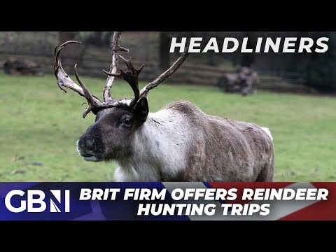 ‘Reindeer horror: Brit firm is offering trips to slaughter the animals’ | Daily Mirror