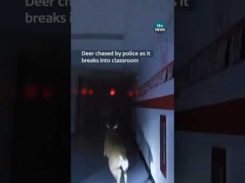 Deer chased by police as it breaks into classroom #itvnews #usa #newjersey #police #deer #reindeer