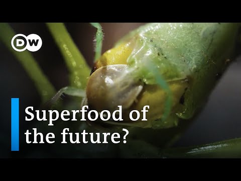 What the world can learn from Ugandans’ appetite for grasshoppers | DW News